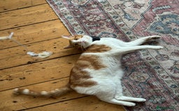 Mixed Breed cats for sale: Big kitten needs new home - Image 3
