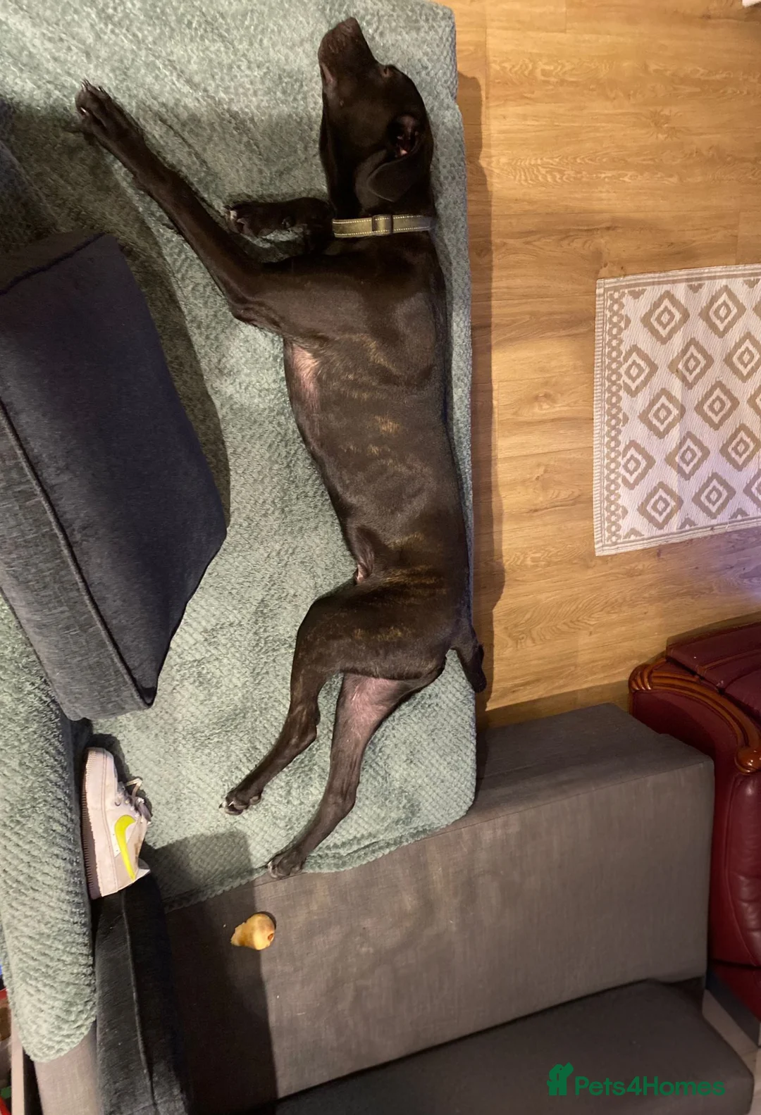 Mixed Breed dogs for sale: Django Cane corso X Greyhound  - Advert 4