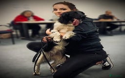 English Springer Spaniel dogs for sale: Hip/Elbow Scored and Health Tested, KC Springers  - Advert 11