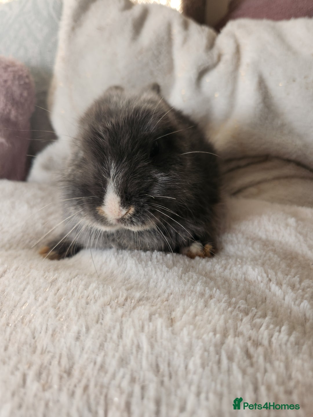 Lionhead rabbits for sale: Cute baby bunnies. Lionheads need a loving home.  - Advert 5