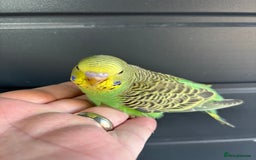 Budgerigars birds for sale: Beautiful baby budgies for sale  - Image 6