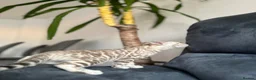 Bengal cats for sale: Bengal Kitten For Sale (Ready to go - Last One) - Advert 27