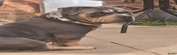 American Bully dogs for stud: ABKC Registered Male Stud "Thor" . - Advert 4
