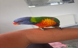 Lorikeets birds for sale: Female rainbow lorikeet - Image 4