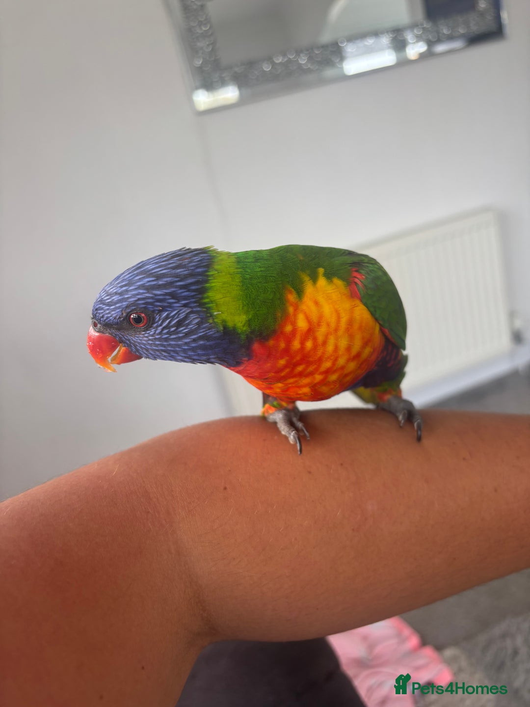 Lorikeets birds for sale: Female rainbow lorikeet - Image 4