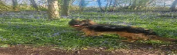 German Shepherd dogs for sale: Male German Shepherd - Reluctant Rehoming in Bristol - Advert 2