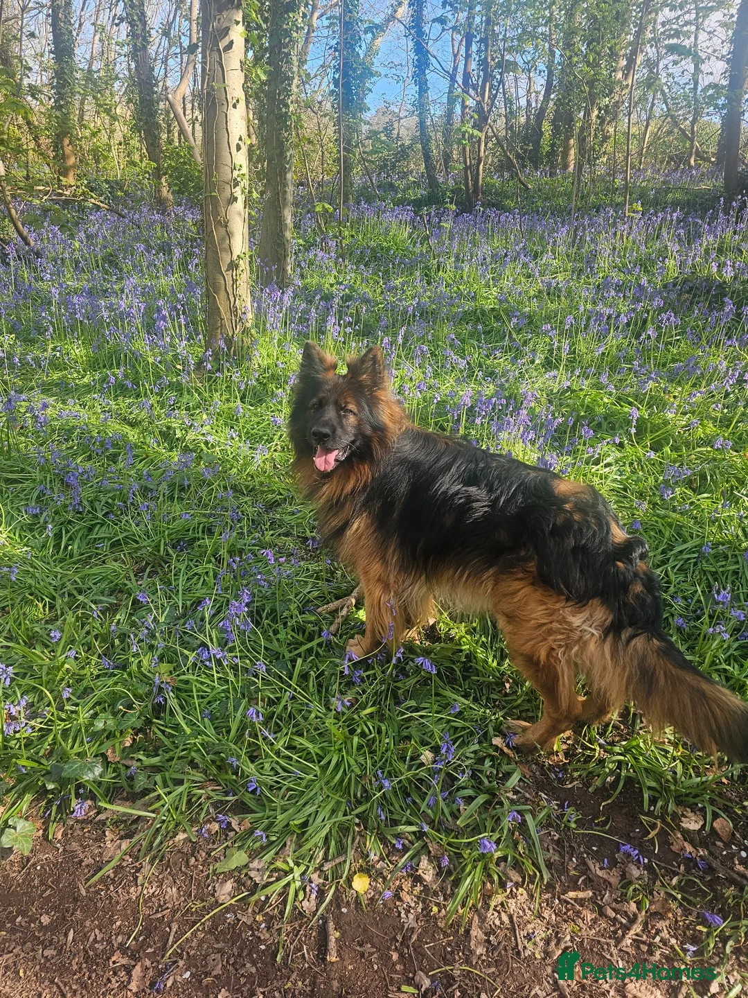 German Shepherd dogs for sale: Male German Shepherd - Reluctant Rehoming in Bristol - Advert 2