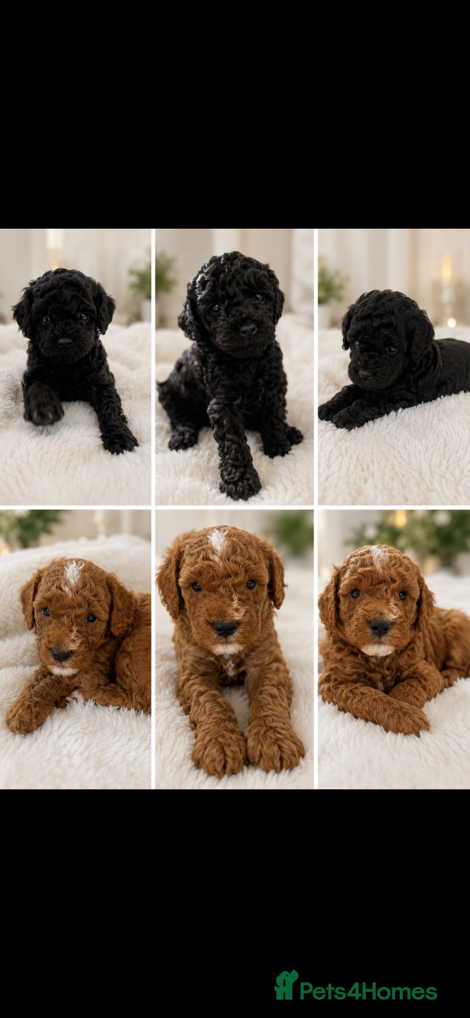 Maltipoo dogs F1b Toy Maltipoo Puppies Ready 22 July | Essex - Advert 1
