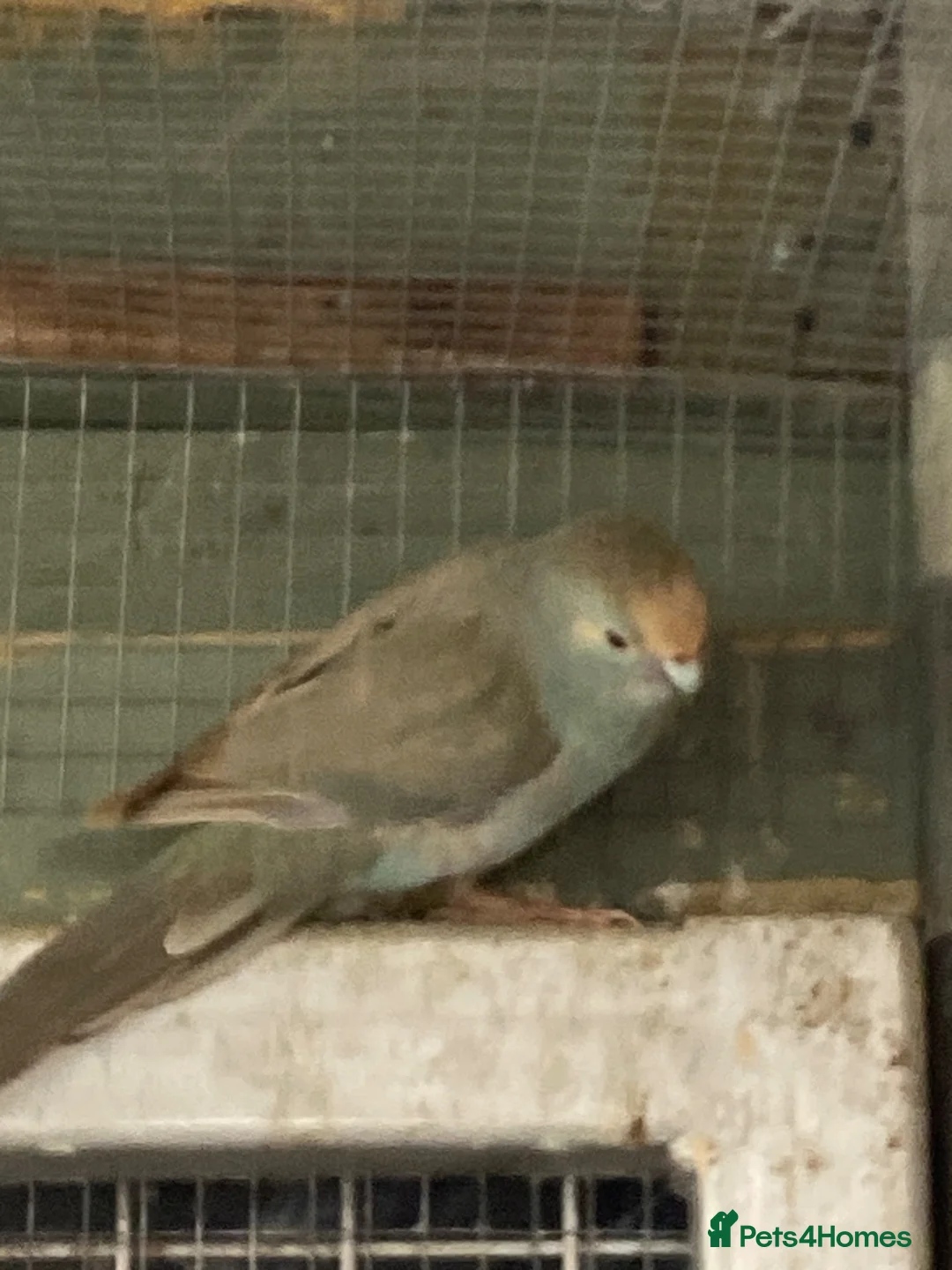 Parakeets birds for sale: Teal Kakariki male in Morpeth - Advert 8