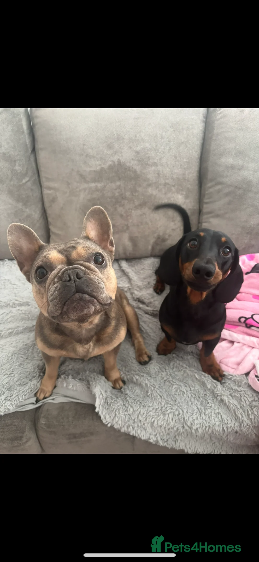 Mixed Breed dogs for sale: 7 minature French wieners   - Advert 7