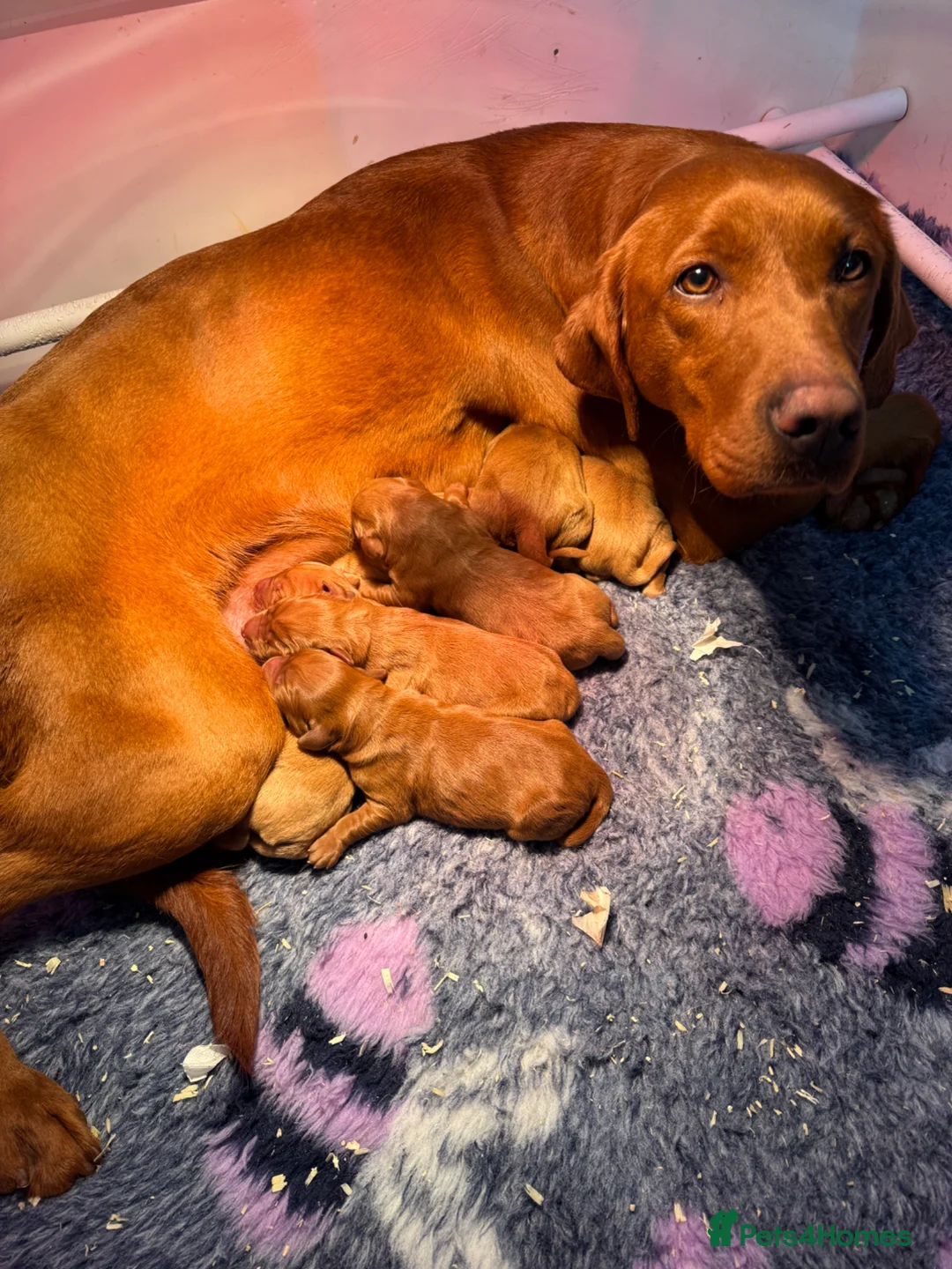 Goldador dogs for sale: Fantastic very dark fox Red Goldadors  - Advert 7