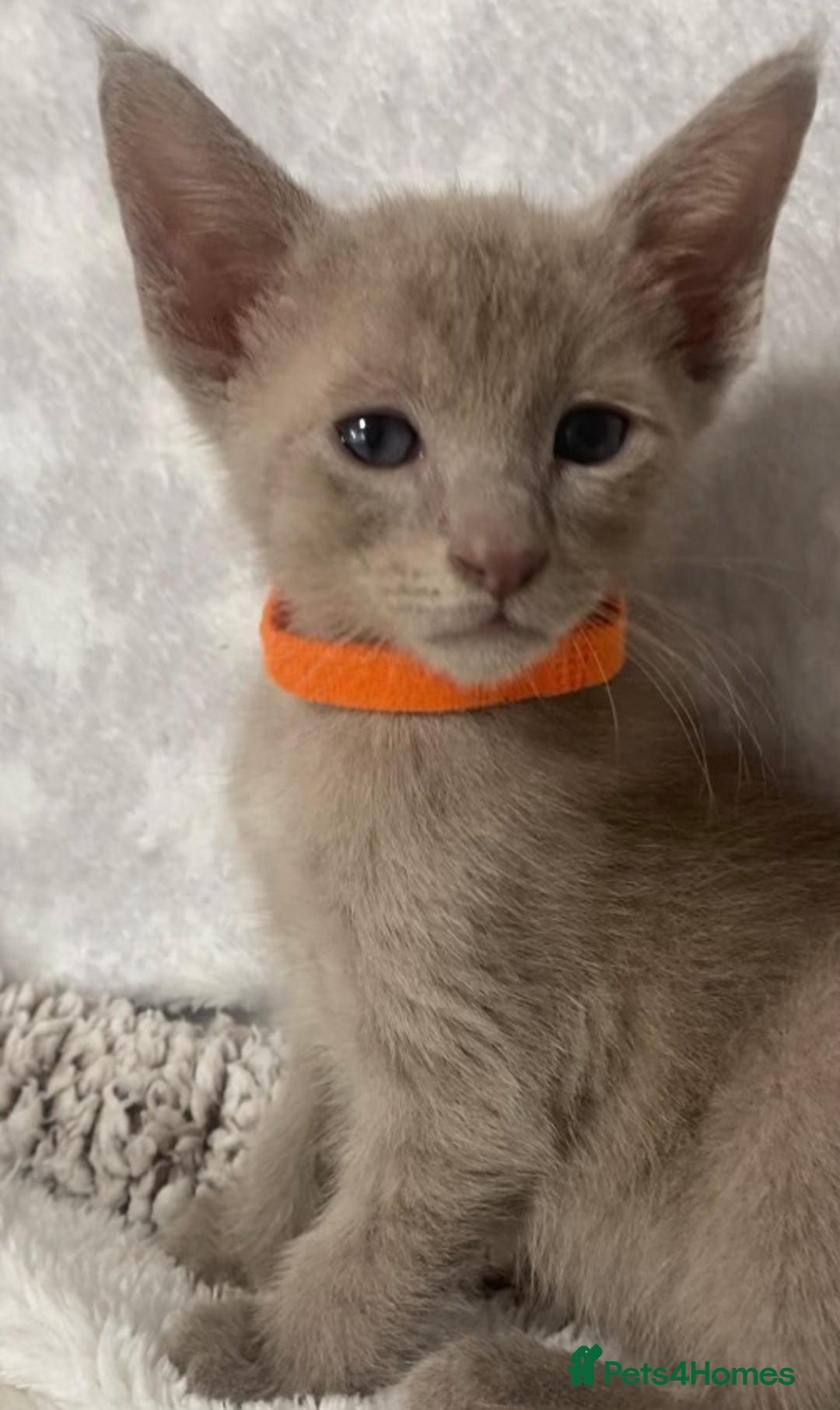 Oriental cats for sale: Oriental X Siamese  - Image 11