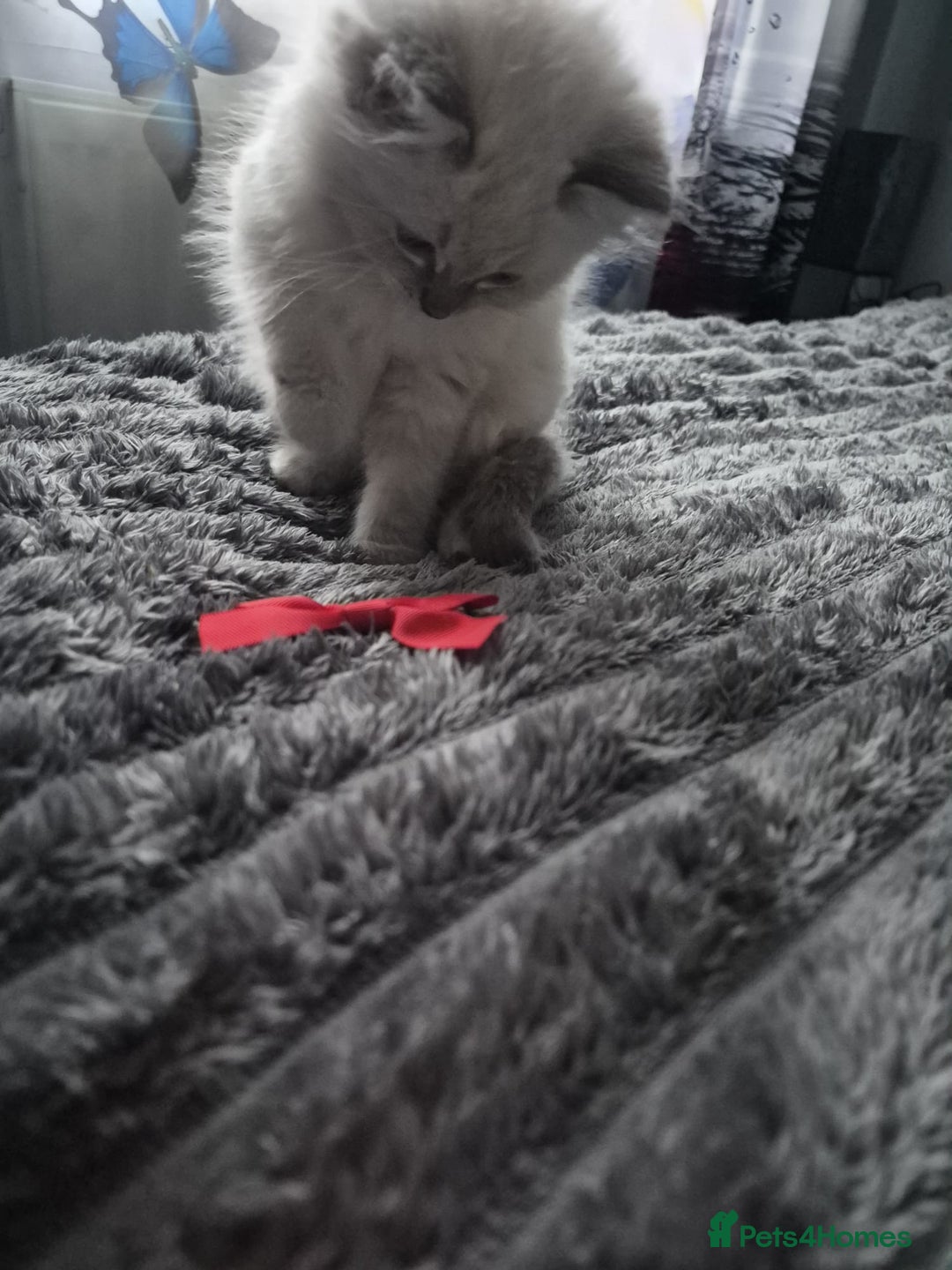 Ragdoll cats for sale: Adorable Ragdoll Kittens GCCF  Active registered  - Advert 20