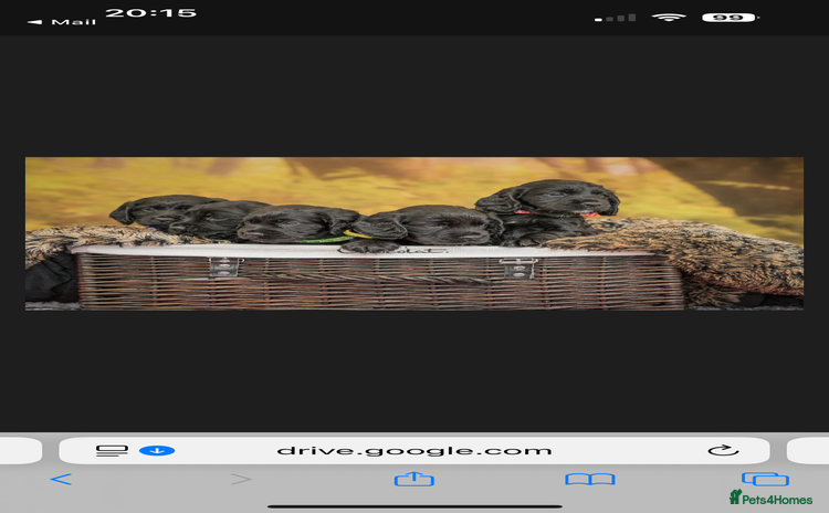 Cocker Spaniel dogs - Advert 4