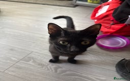 Domestic Shorthair cats for sale: Two female kittens  - Image 4