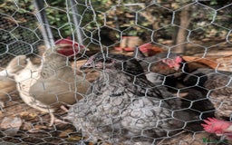 Chickens poultry for sale: 11 beautiful thoroughbred laying hens for sale  - Image 4