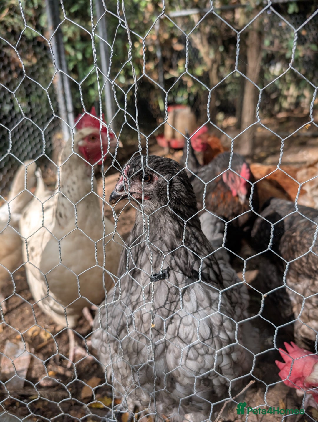 Chickens poultry for sale: 11 beautiful thoroughbred laying hens for sale  - Image 4