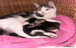 Mixed Breed cats for sale: Kittens looking for forever loving homes - Image 7