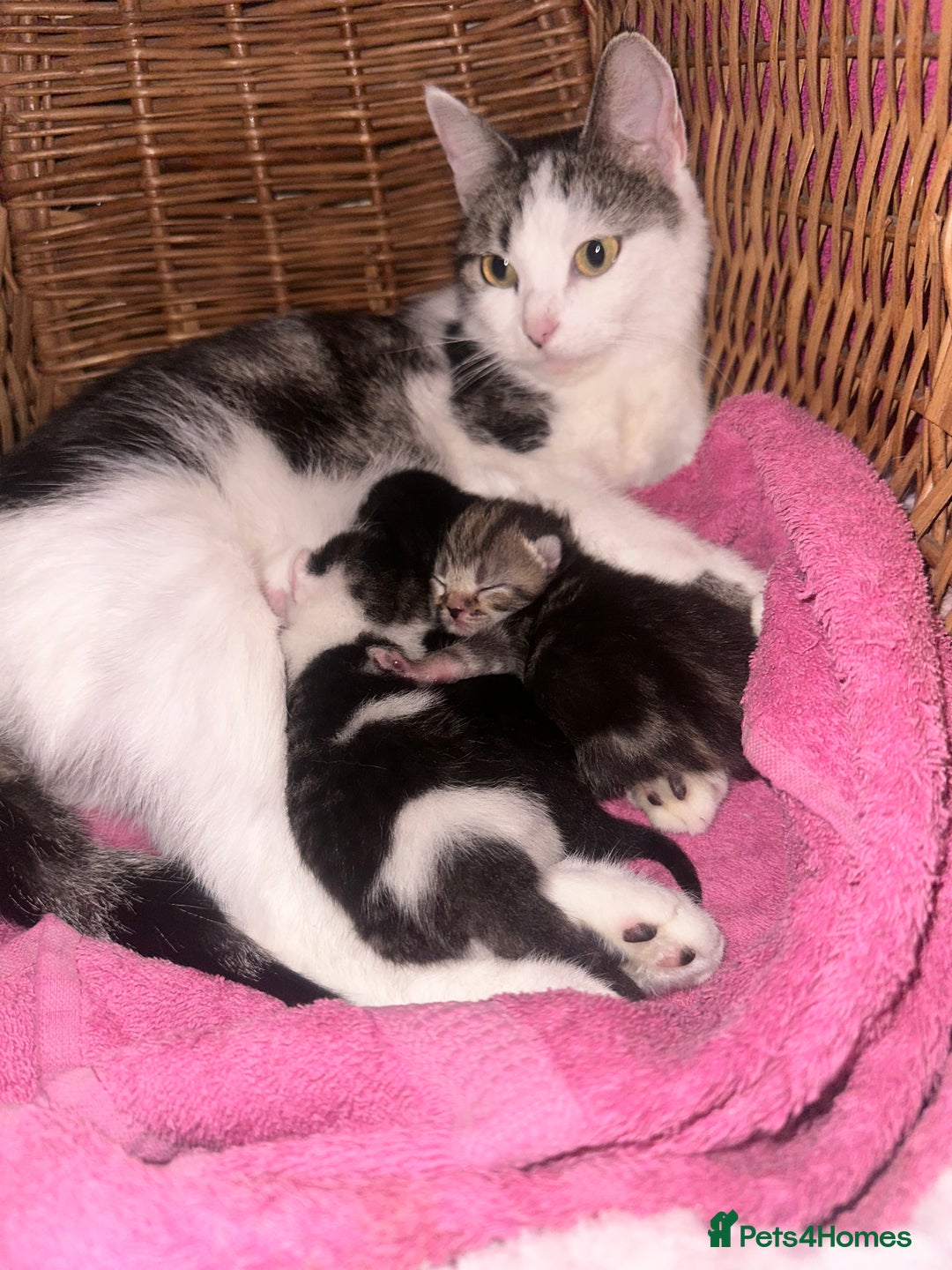 Mixed Breed cats for sale: Kittens looking for forever loving homes - Image 7