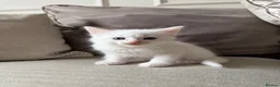 Domestic Shorthair cats for sale: White Male READY TO LEAVE - Advert 9