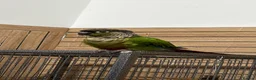 Conures birds for sale: Green Cheek Conure Looking for a Loving New Home❤️ in Sutton - Advert 2