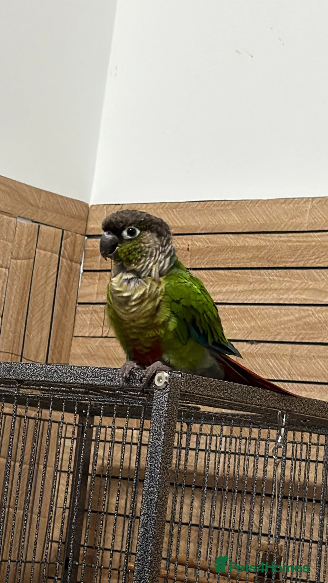 Conures birds for sale: Green Cheek Conure Looking for a Loving New Home❤️ in Sutton - Advert 2