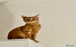 American Shorthair cats for sale: Cyra: Orange female American shorthair - Image 2