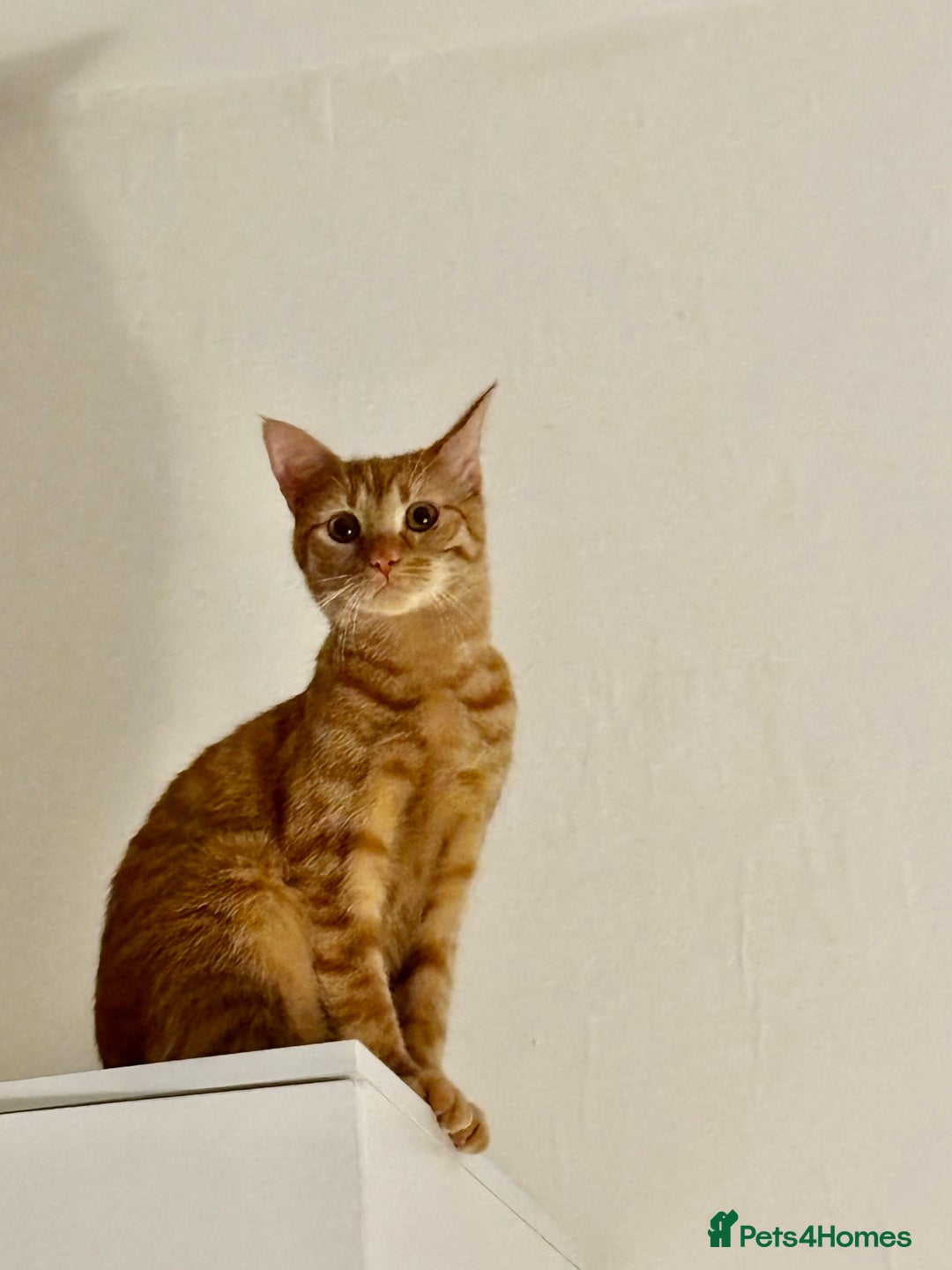 American Shorthair cats for sale: Cyra: Orange female American shorthair - Image 2