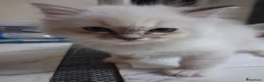 Ragdoll 4