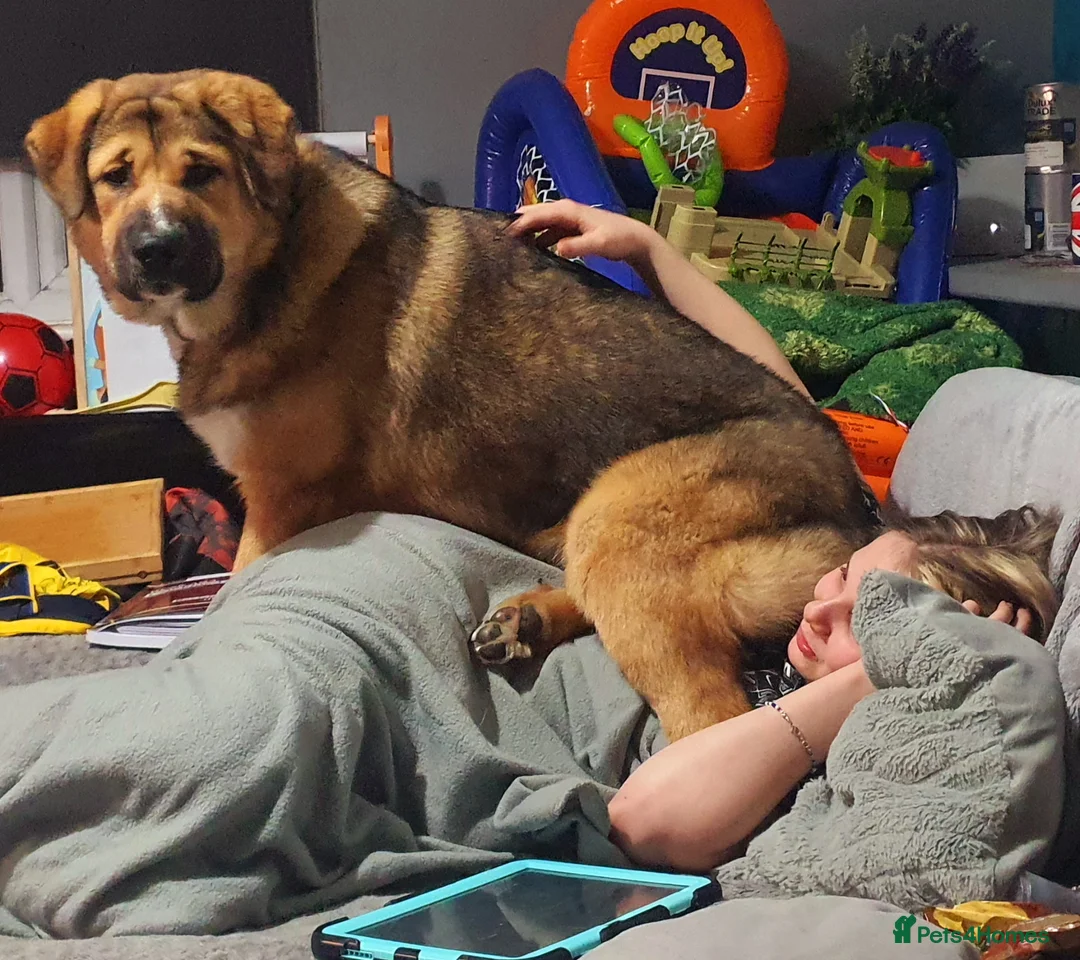 Mixed Breed dogs for sale: Meet lilo - Advert 2