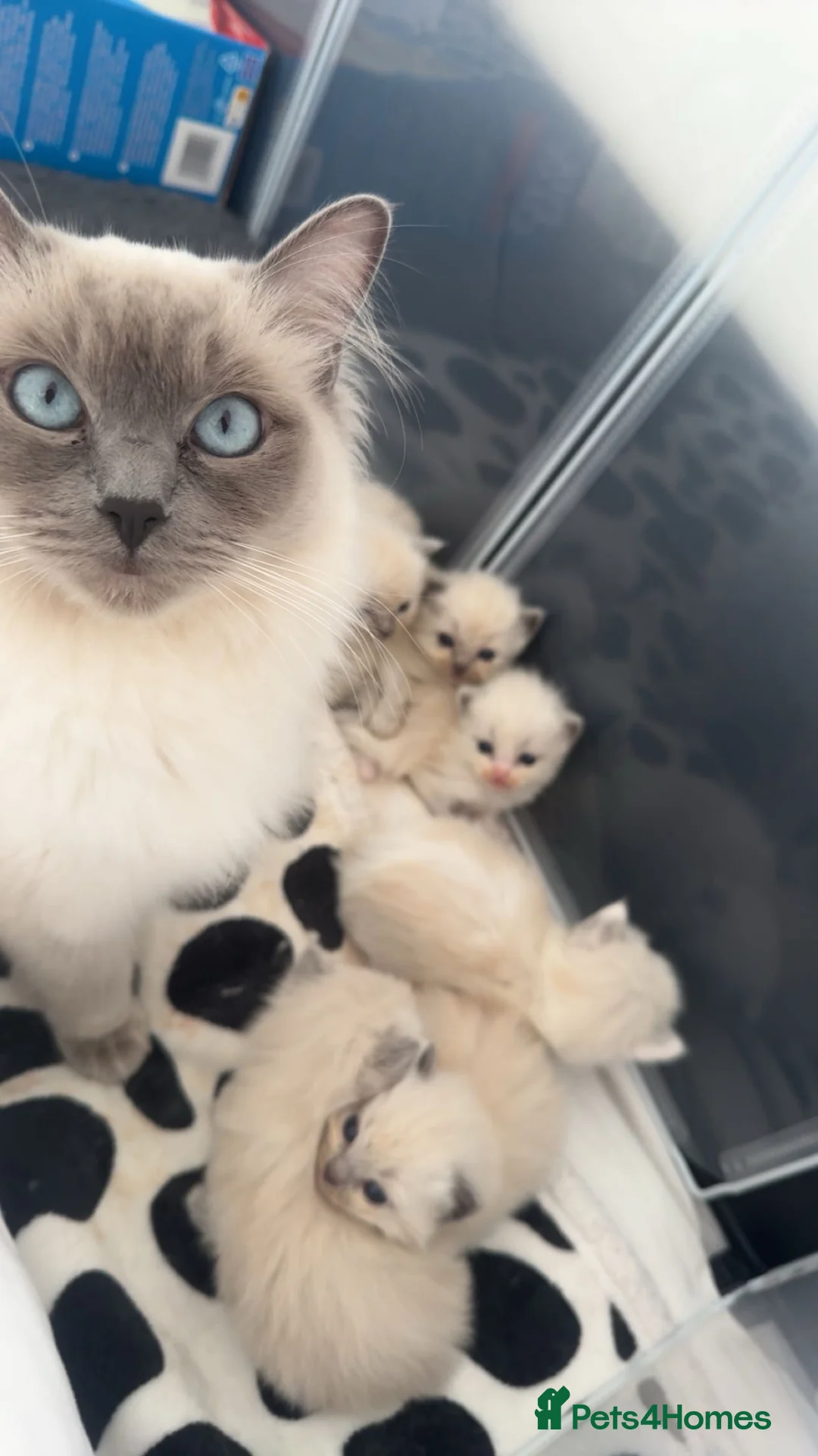 Ragdoll cats for sale: 2 ragdoll kittens  - Advert 2