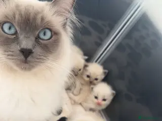 Ragdoll cats 2 ragdoll kittens - Advert 14