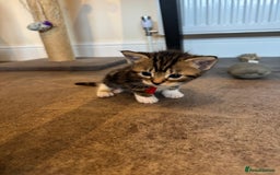 Mixed Breed cats for sale: Mixed breed kittens  - Image 3