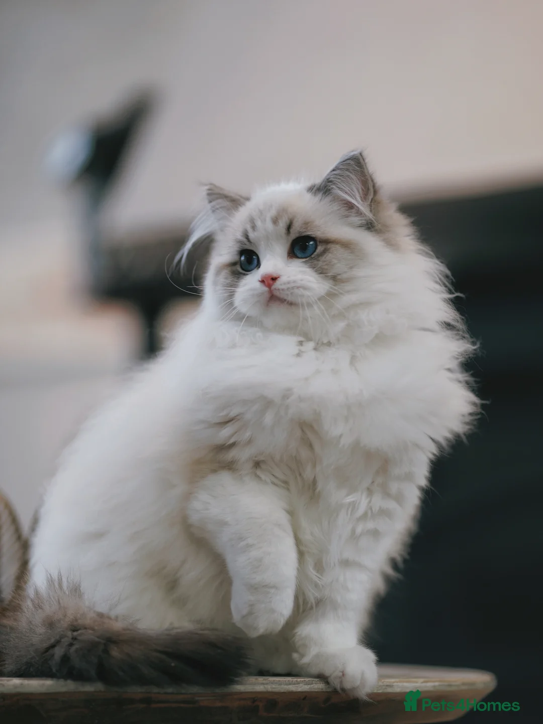 Ragdoll cats for sale: Exquisite High-End Quality Ragdolls Lynx / Bicolor - Advert 11