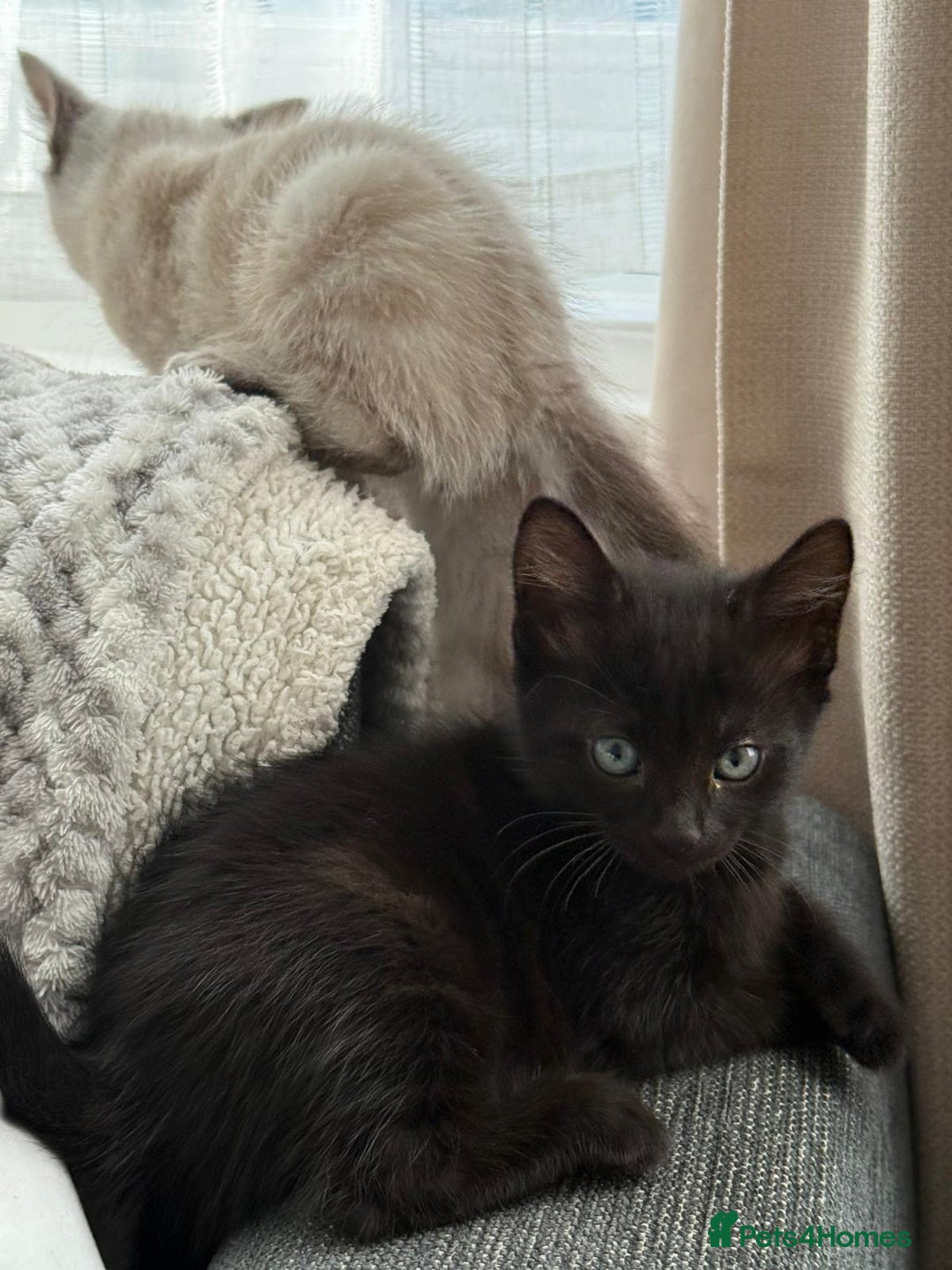 Mixed Breed cats for sale: Black/ brown striped  - Image 6