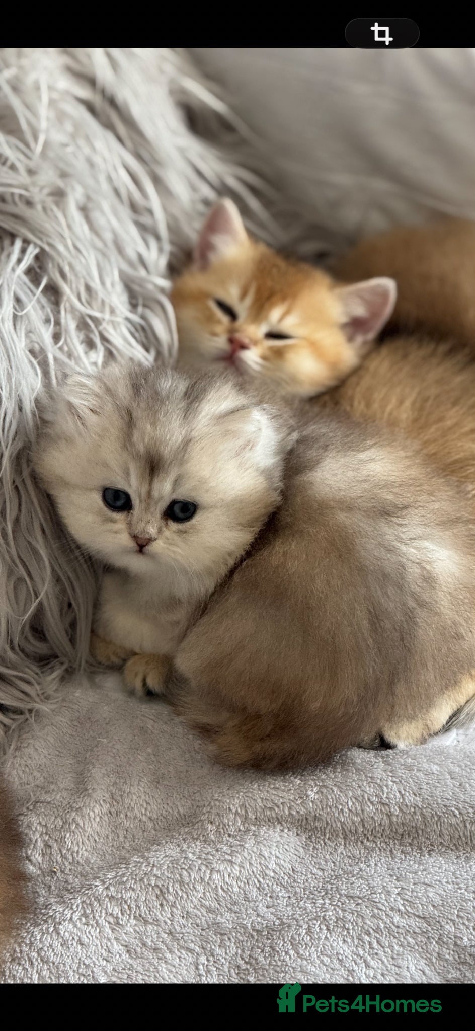Scottish Fold cats for sale: Scottish pedigree golden kittens - Advert 9