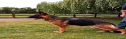 German Shepherd dogs for sale: German Shepherd puppies !! - Advert 13