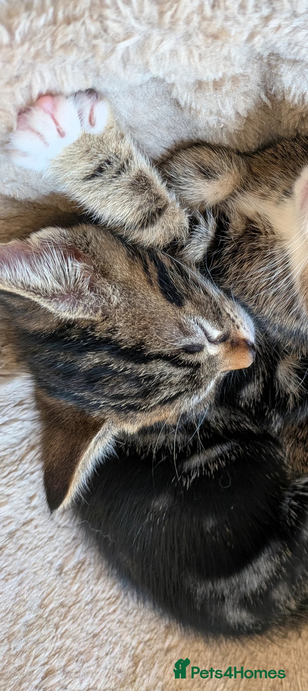 Mixed Breed cats for sale: 6 Gorgeous Tabby Mixes  - Advert 2