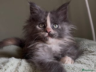 Maine Coon cats Maine coon girl READY NOW ❤️ blue tortie ❤️ - Advert 18