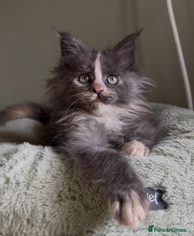 Maine Coon cats Maine coon girl READY NOW ❤️ blue tortie ❤️ - Advert 5