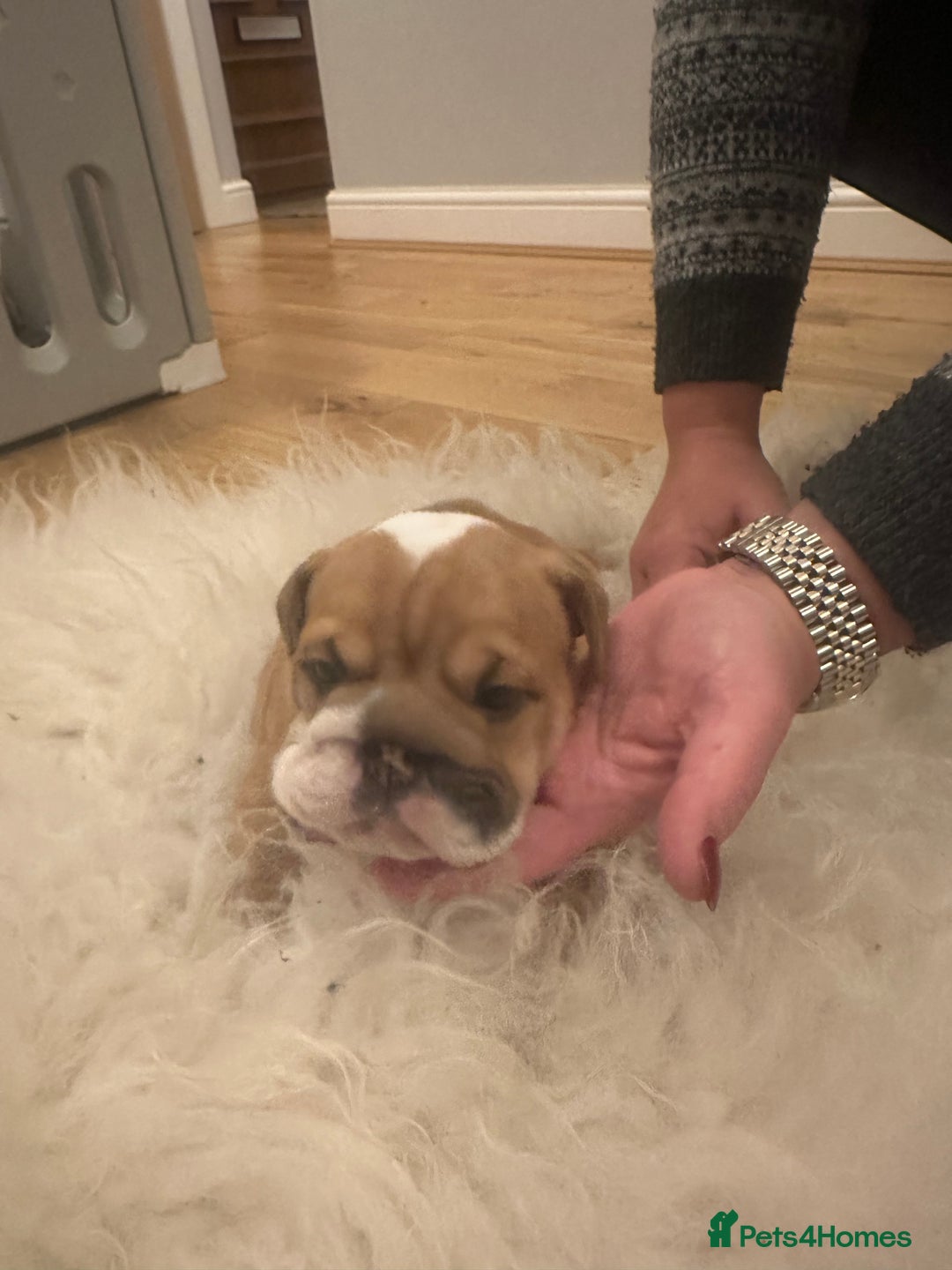 English Bulldog dogs for sale: Full Pedigree KC Registered English Bulldogs - Advert 17