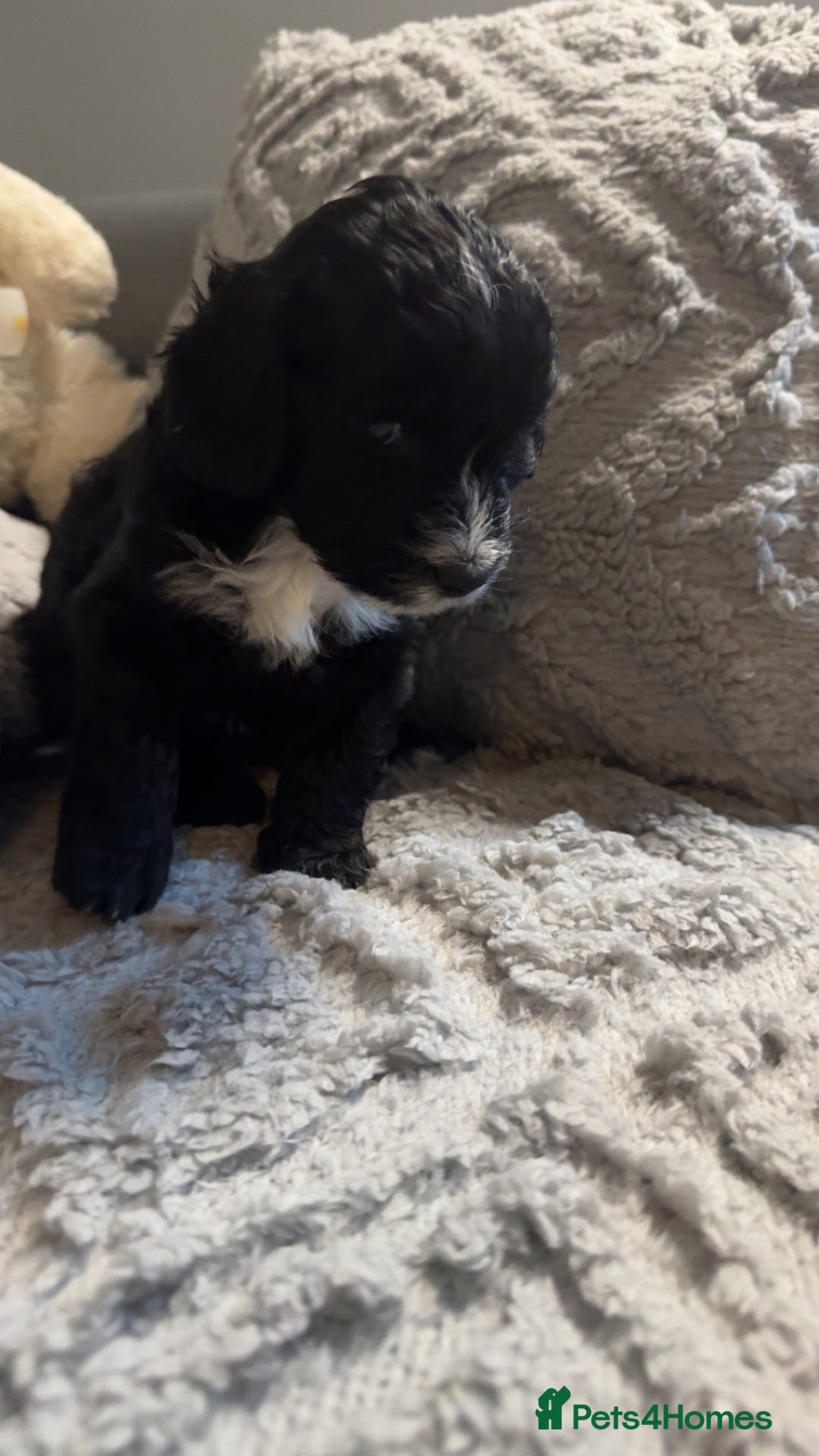 Cockapoo dogs for sale: Gorgeous f2 cockapoo pups  - Image 9