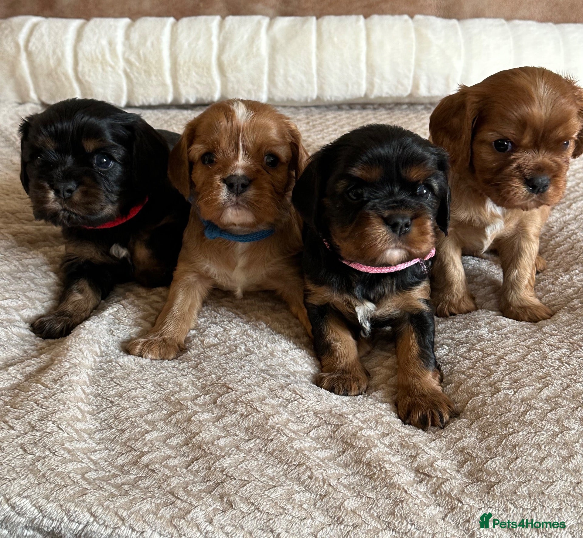 Cavalier King Charles Spaniel dogs * KC Registered Health Tested Puppies *  - Advert 2