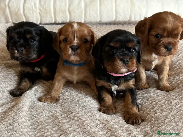 Cavalier King Charles Spaniel dogs * KC Registered Health Tested Puppies * - Advert 2