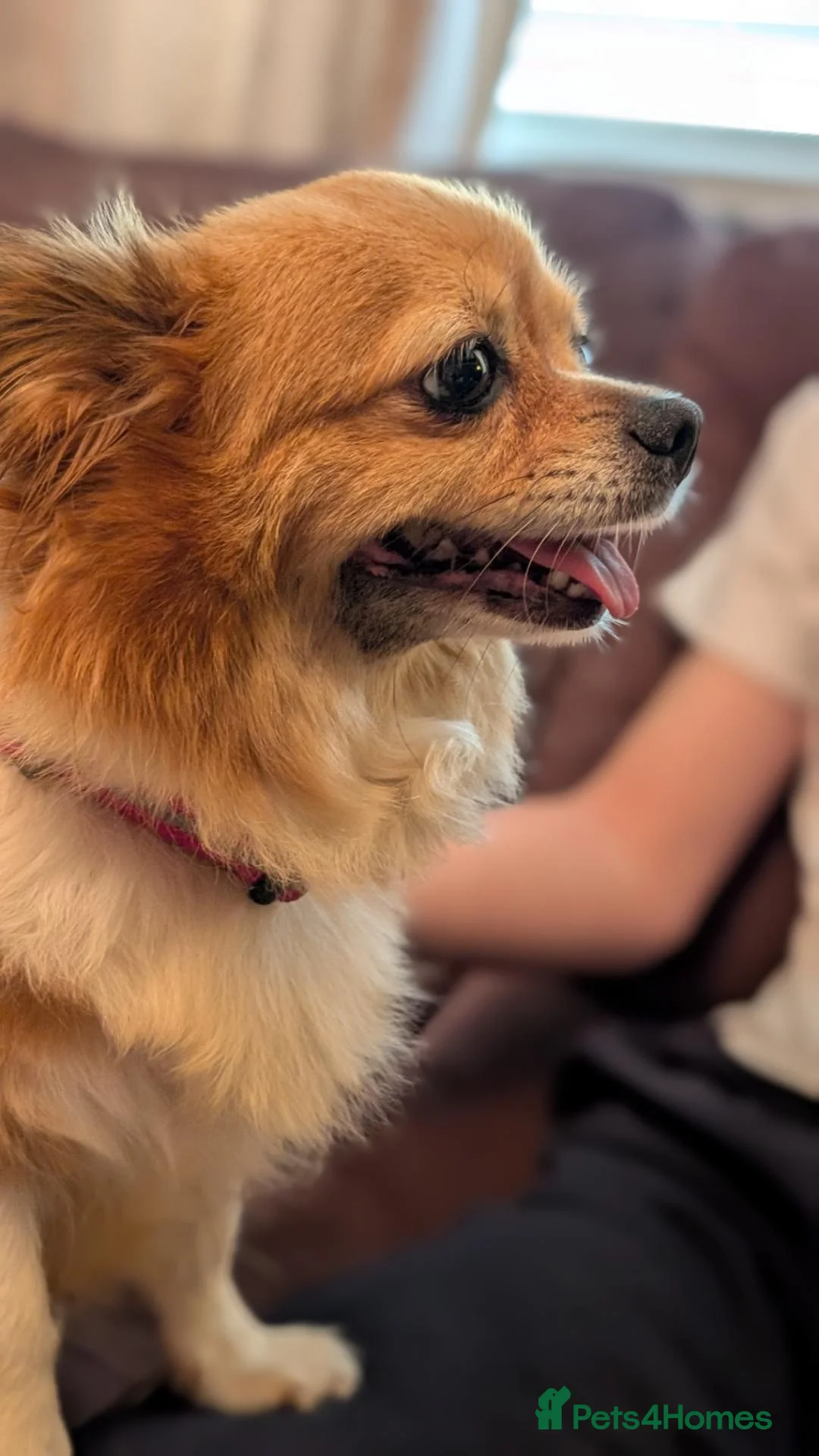Pomchi dogs for sale: Lady - aged 10 needs rescuing  in Wigan - Advert 2