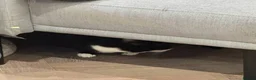 Domestic Shorthair cats for sale: Boris, a cutie in London - Advert 6