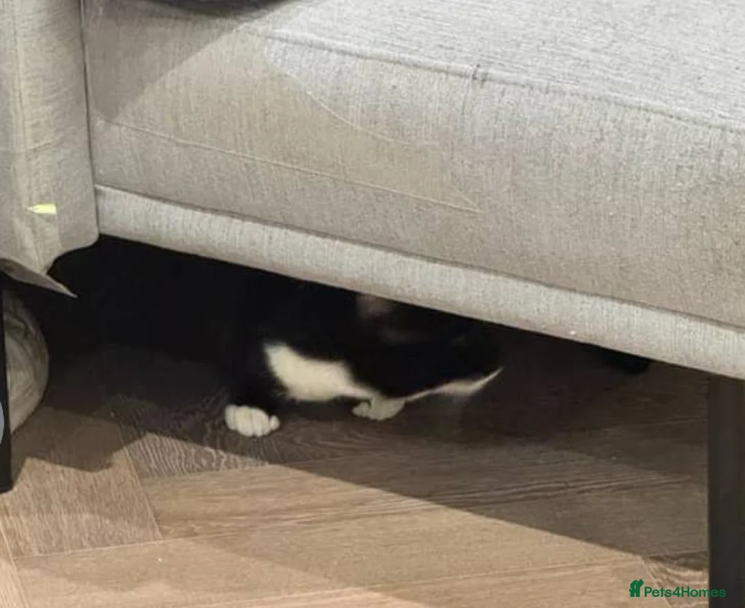 Domestic Shorthair cats for sale: Boris, a cutie in London - Advert 6