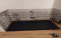 Rottweiler dogs for sale: 11 week old male - Image 4