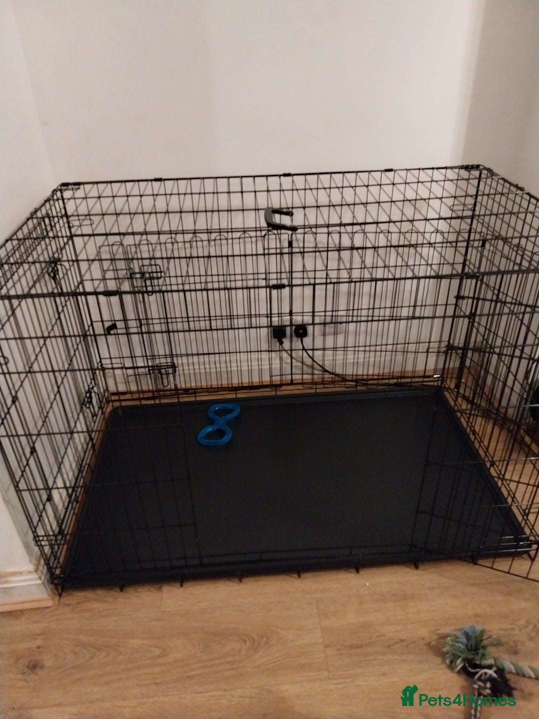 Rottweiler dogs for sale: 11 week old male - Image 4