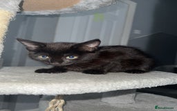 Mixed Breed cats for sale: Playful Kittens Ready to Melt Your Heart ❤️ - Image 5